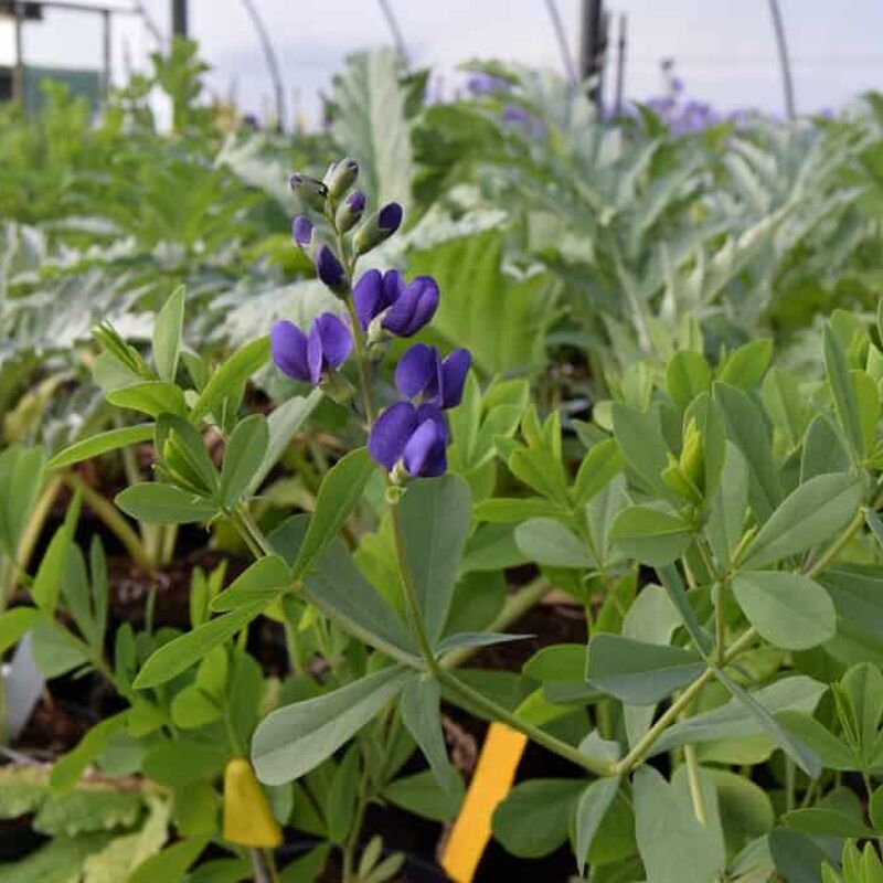 Baptisia australis ---